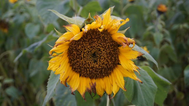 Sonnenblume im Herbst